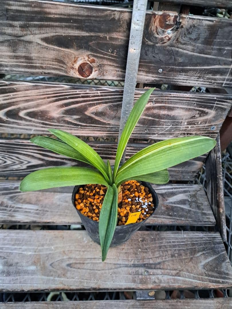 Amazon｜クンシラン 君子蘭 斑入り 斑入りクンシラン 園芸 植物 観葉